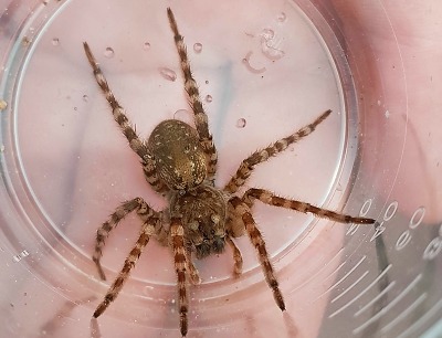 Zářijová velká voda na Frýdlantsku pomohla ohroženým slíďákům