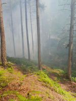 Požár lesního porostu u Frýdštejna