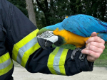 Papouška Kvida zachránili tanvaldští hasiči